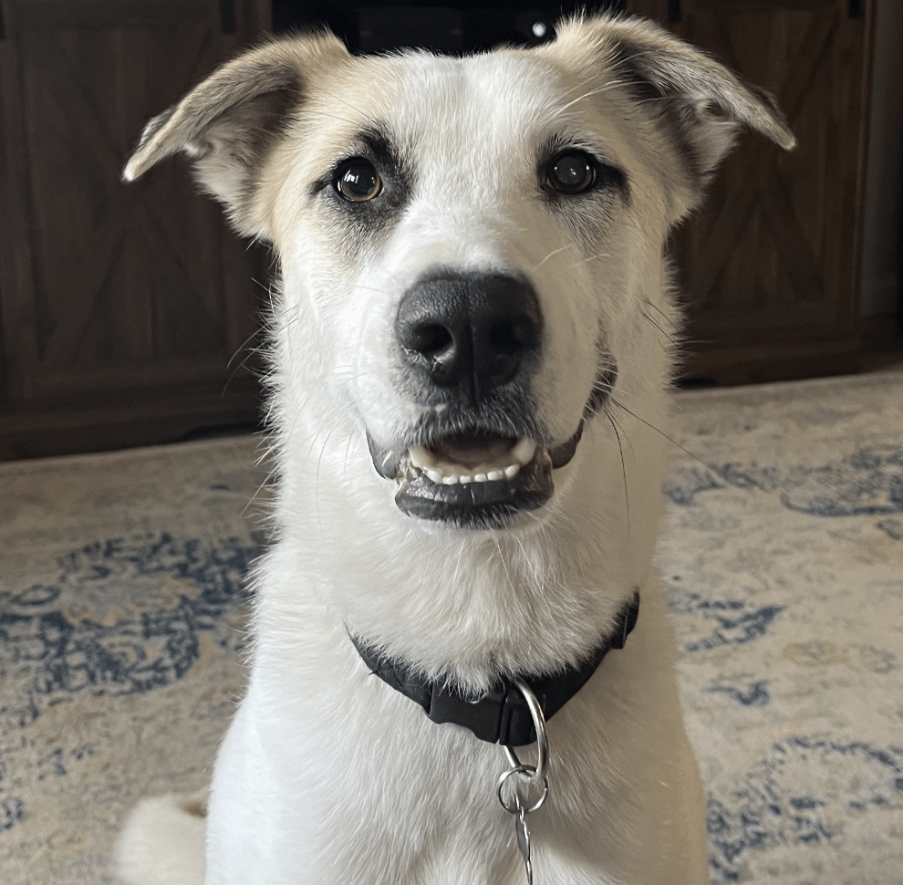 Tessa is a whilte Shepherd, Husky, Great Pyrenees mix available for adoption at Dog Gone Seattle in Seattle, WA. She's 1 1/2 years old and weighs 49 lbs.